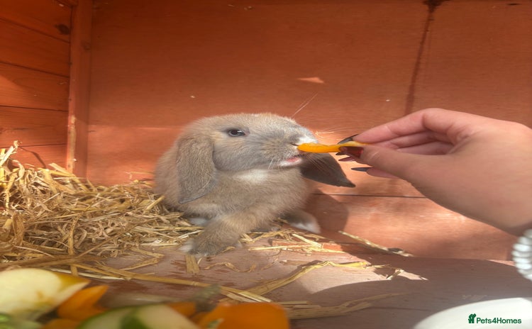 Mini Lop rabbits - Advert 13
