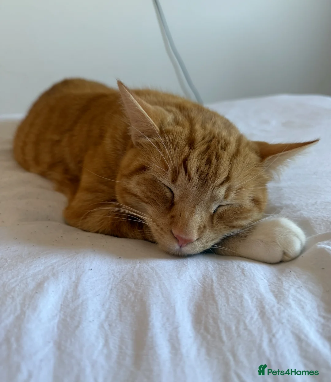 British Shorthair cats for sale: Two beautiful cats  - Advert 2