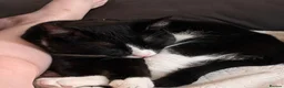 Mixed Breed cats for sale: NEED GONE URGENT - Advert 1