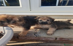 Mixed Breed dogs for sale: Border Terrier x miniature Poodle  - Image 13