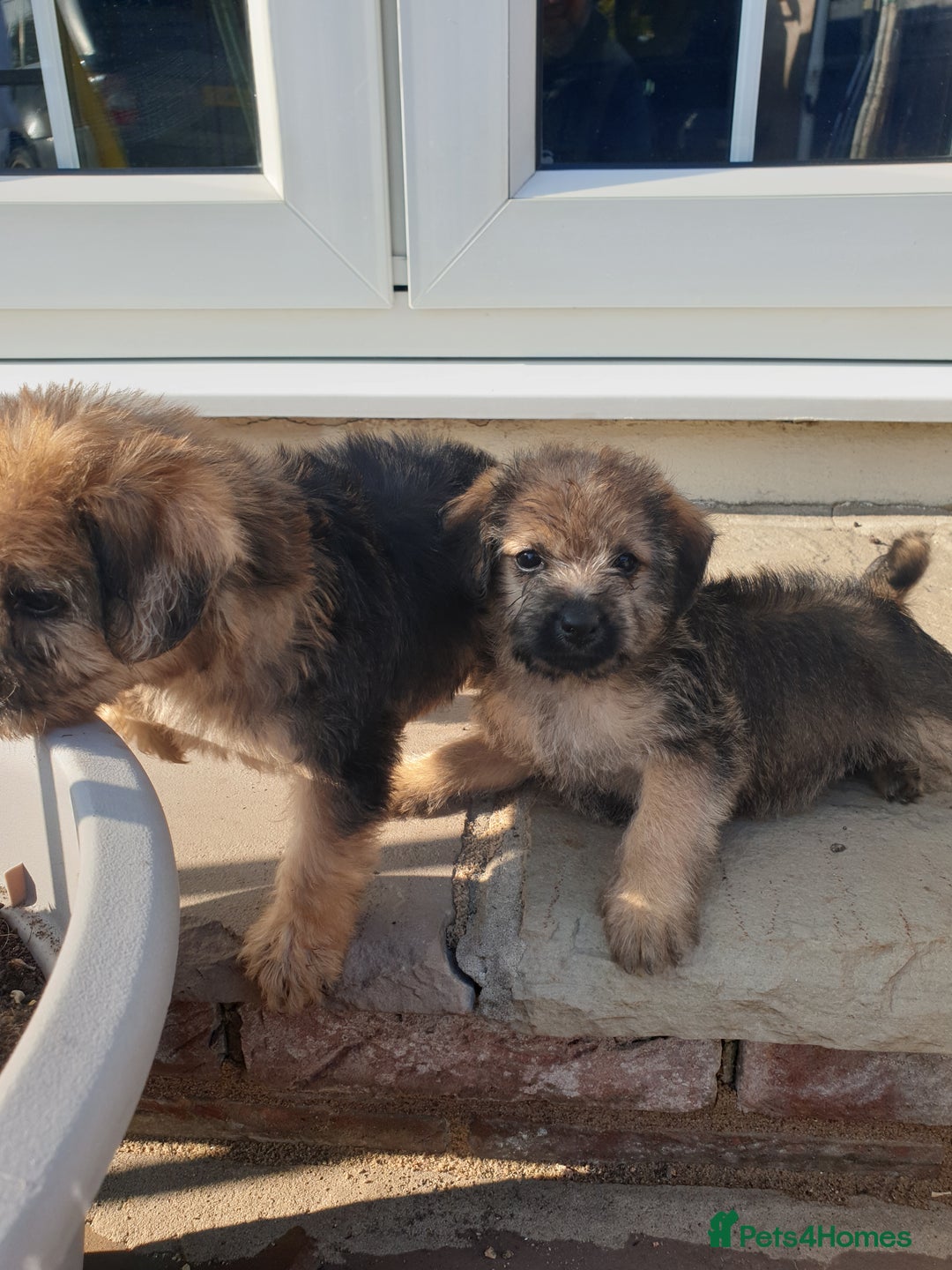 Mixed Breed dogs for sale: Border Terrier x miniature Poodle  - Image 13