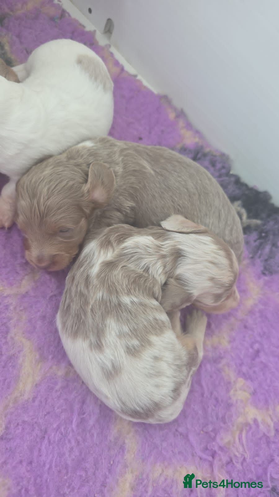 Miniature Dachshund dogs Miniature Longhaired Dachshunds - Advert 1