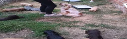 Cocker Spaniel dogs for sale: Quality show type puppies by Mango  - Advert 5