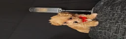 Maltipoo dogs for sale: Maltipoo Miny ready to Leave soon - Advert 8
