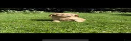 Cockapoo dogs for sale: F1 cockapoo puppies - Advert 12