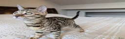 Bengal cats for sale: 🤎🖤 Gorgeous Bengal Girl 🖤🤎 - Advert 15