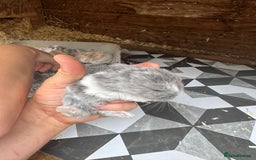 Mini Lop rabbits for sale: Mini Lops & Mini Lion Lops. Separate litters - Image 18