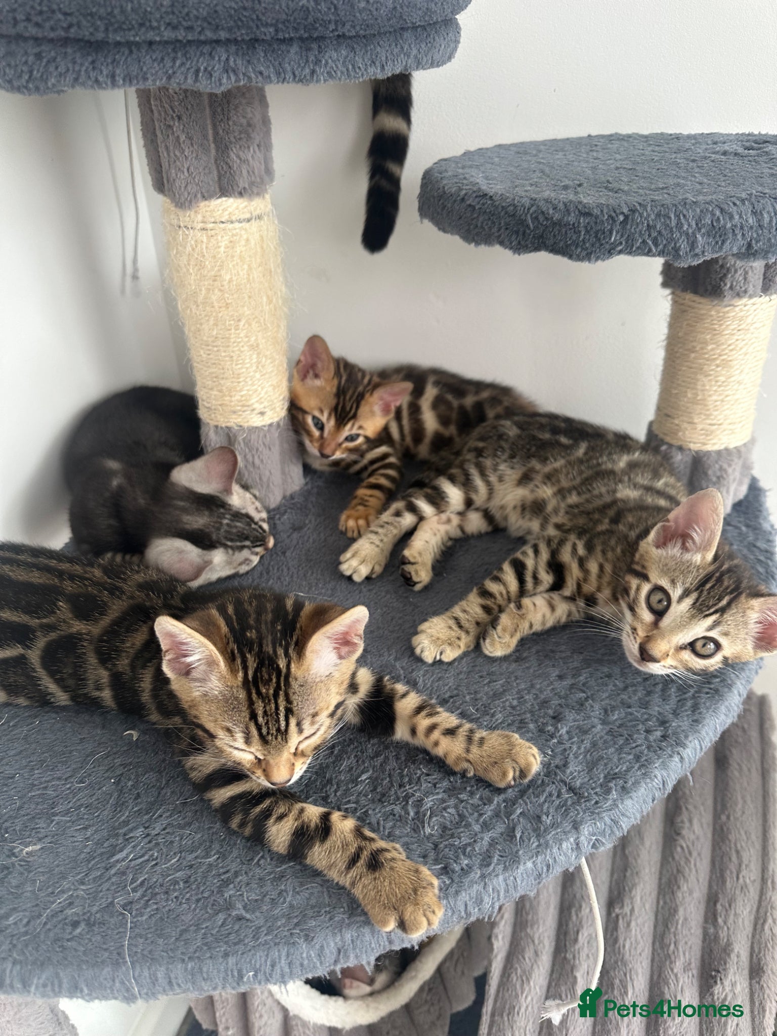 Bengal cats for sale: Bengal kittens for sale in Saffron Walden - Advert 7