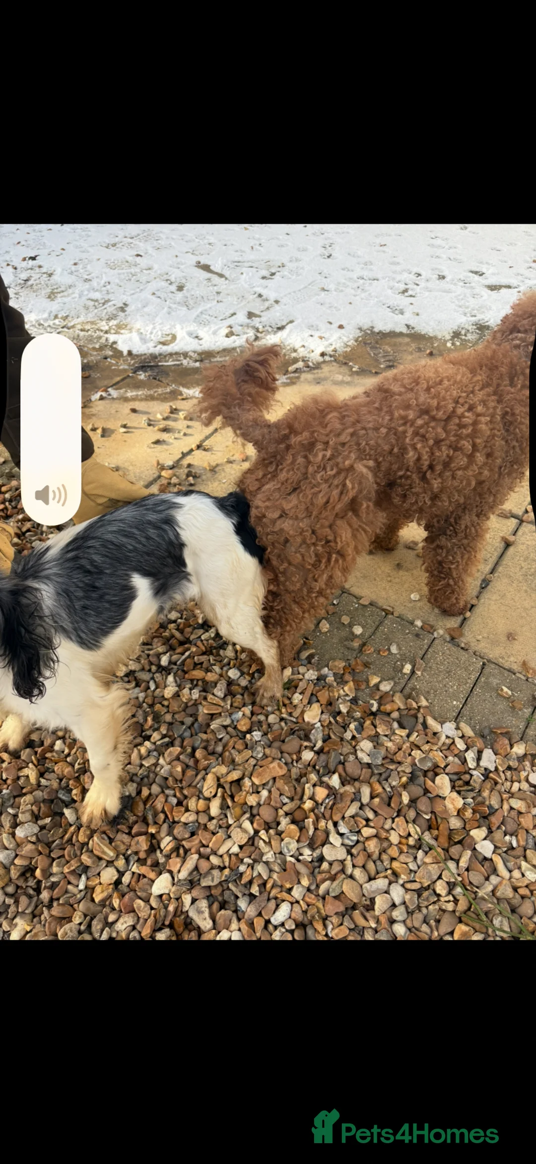 Cockapoo dogs for sale: Blue merle cockapoo - Advert 11