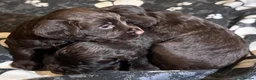 Cocker Spaniel dogs for sale: Cocker Spaniel Puppies - Advert 13