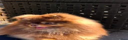 Pomeranian dogs for sale: Chocolate and tan Pomeranian  - Advert 4