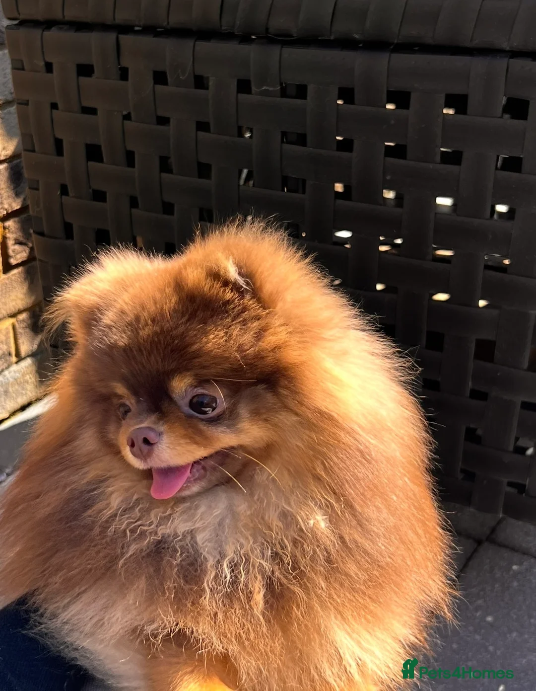 Pomeranian dogs for sale: Chocolate and tan Pomeranian  - Advert 4