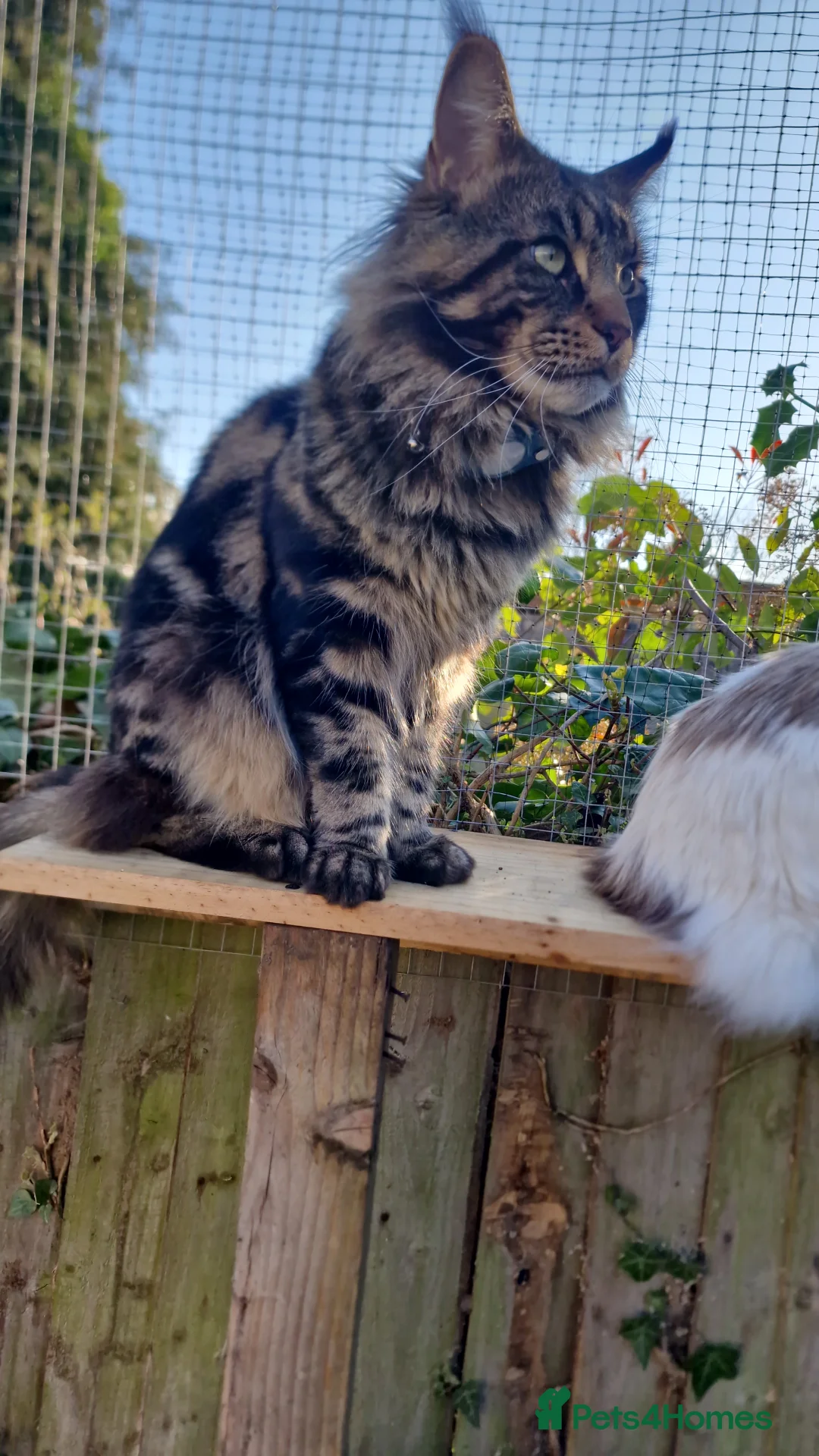 Maine Coon cats for stud: hiiii our XXL Izzy boy is ready for stud video ava in Ilford - Advert 5