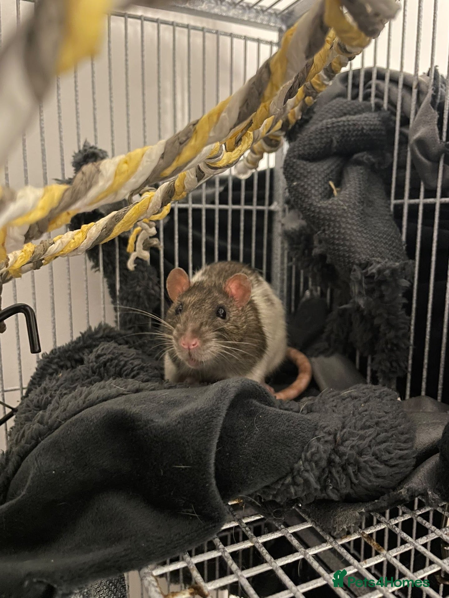 Rat rodents Free to good home - Advert 2