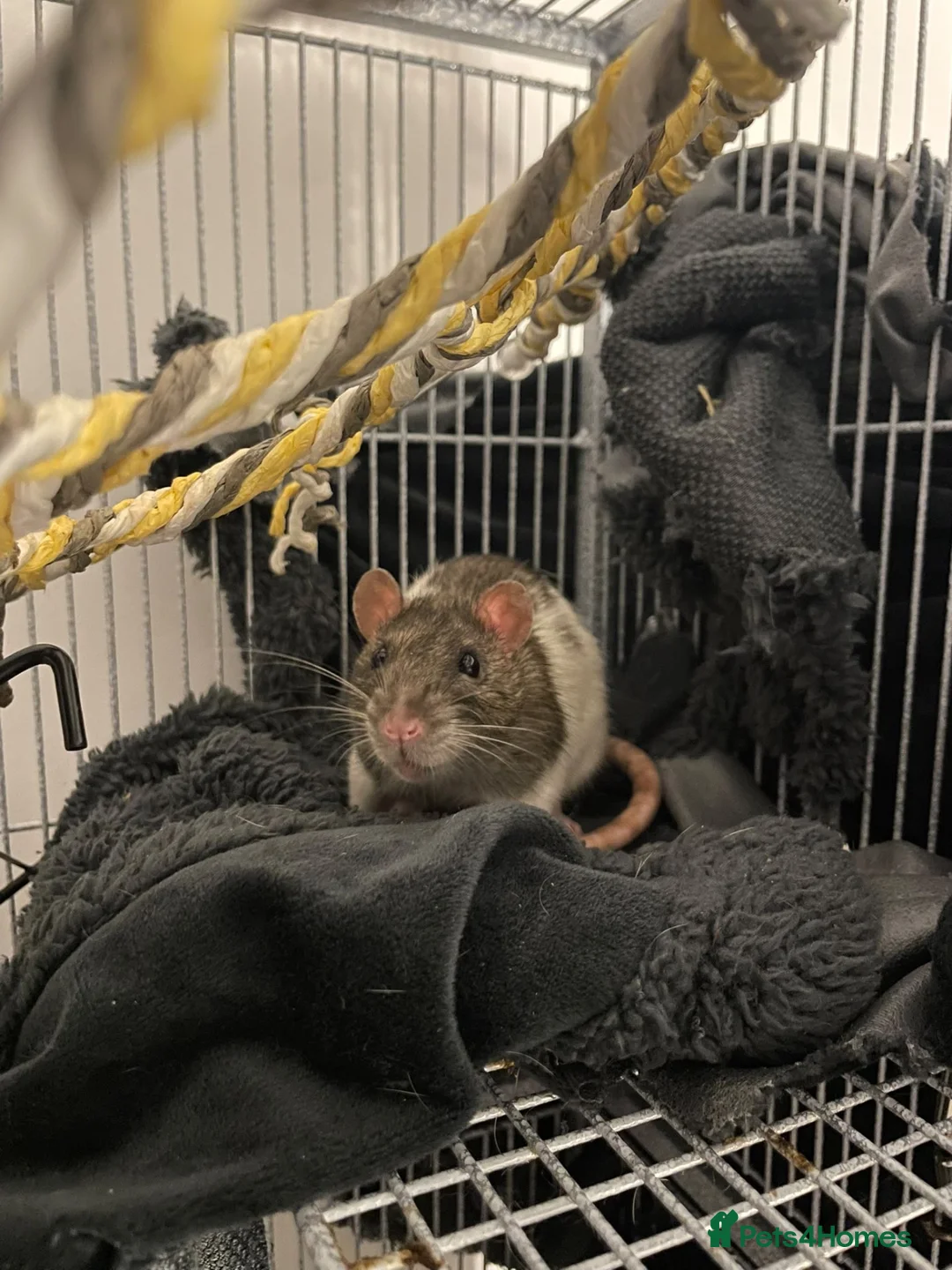 Rat rodents for sale: Free to good home in Dudley - Advert 1