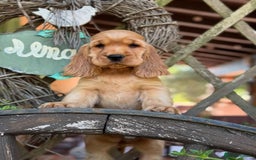 Cocker Spaniel dogs for sale: Beautiful cocker spaniel puppy  - Image 1