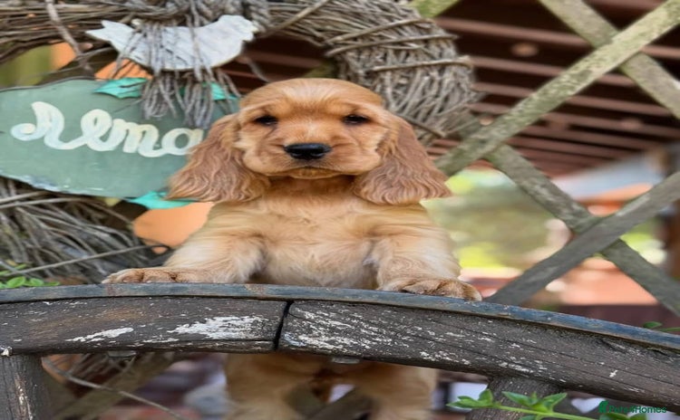 Cocker Spaniel dogs - Advert 8