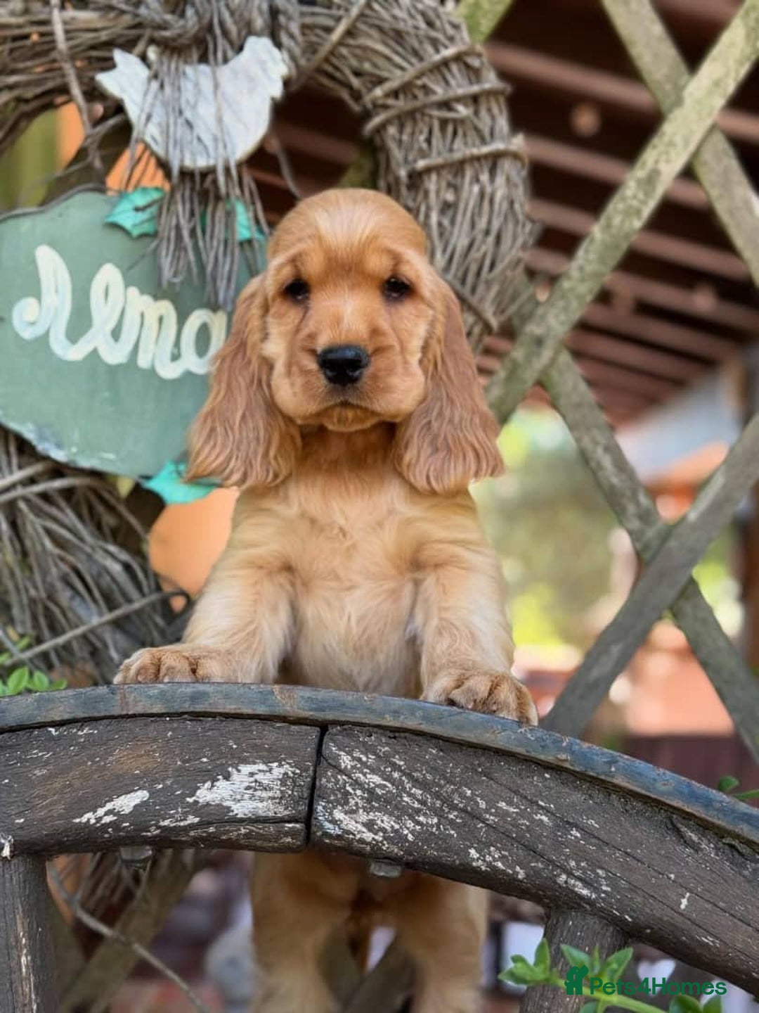Cocker Spaniel dogs for sale: Beautiful cocker spaniel puppy  - Image 1
