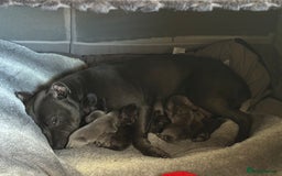 Mixed Breed dogs for sale: Beautiful Daffys - staffy cross dachshund  - Image 7