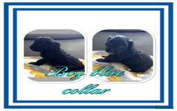 Maltipoo dogs for sale: Beautiful Maltipoo boys and girls pra clear in Newark - Image 3