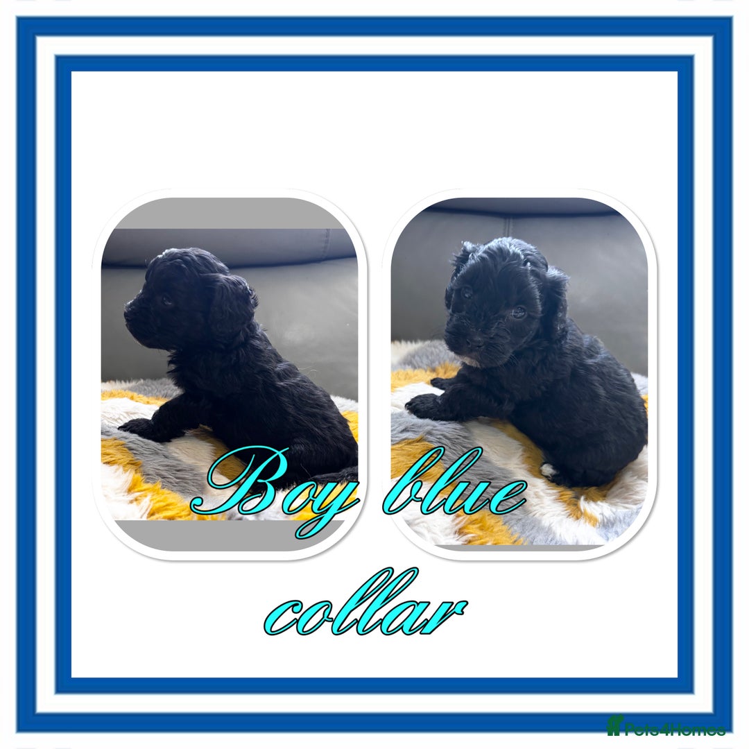 Maltipoo dogs for sale: Beautiful Maltipoo boys and girls pra clear in Newark - Image 3