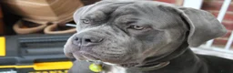 Cane Corso dogs for sale: Loving girl needing home asap - Advert 9