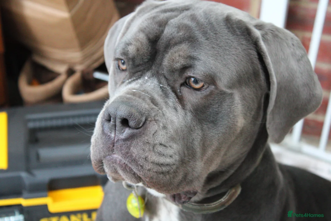 Cane Corso dogs for sale: Loving girl needing home asap - Advert 9