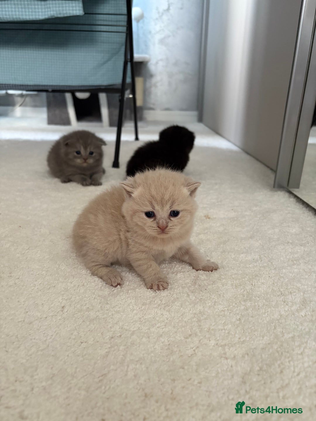 Scottish Fold cats for sale: Scottish fold&straight kittens - Advert 8