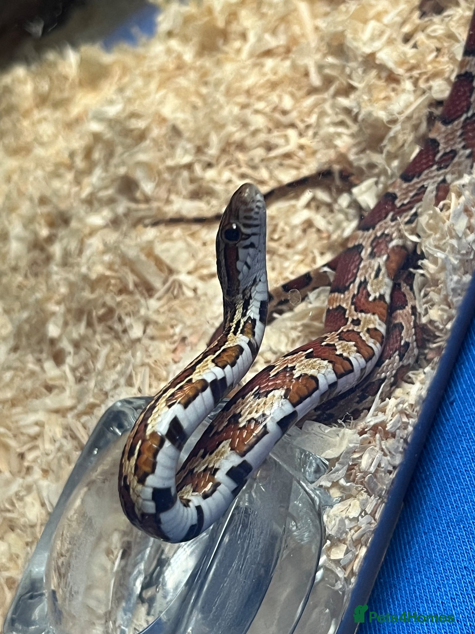 Corn Snake reptiles for sale: Corn snake for sale  in Enfield - Advert 2