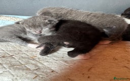 Mixed Breed cats for sale: Kittens for sale - Image 1