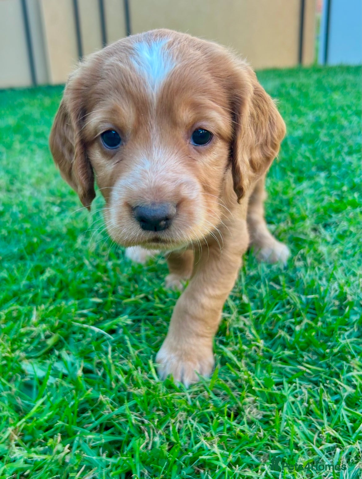 Cocker Spaniel dogs for sale: ✨Gorgeous Golden Working Cocker Girls Ready Soon!✨ - Advert 8