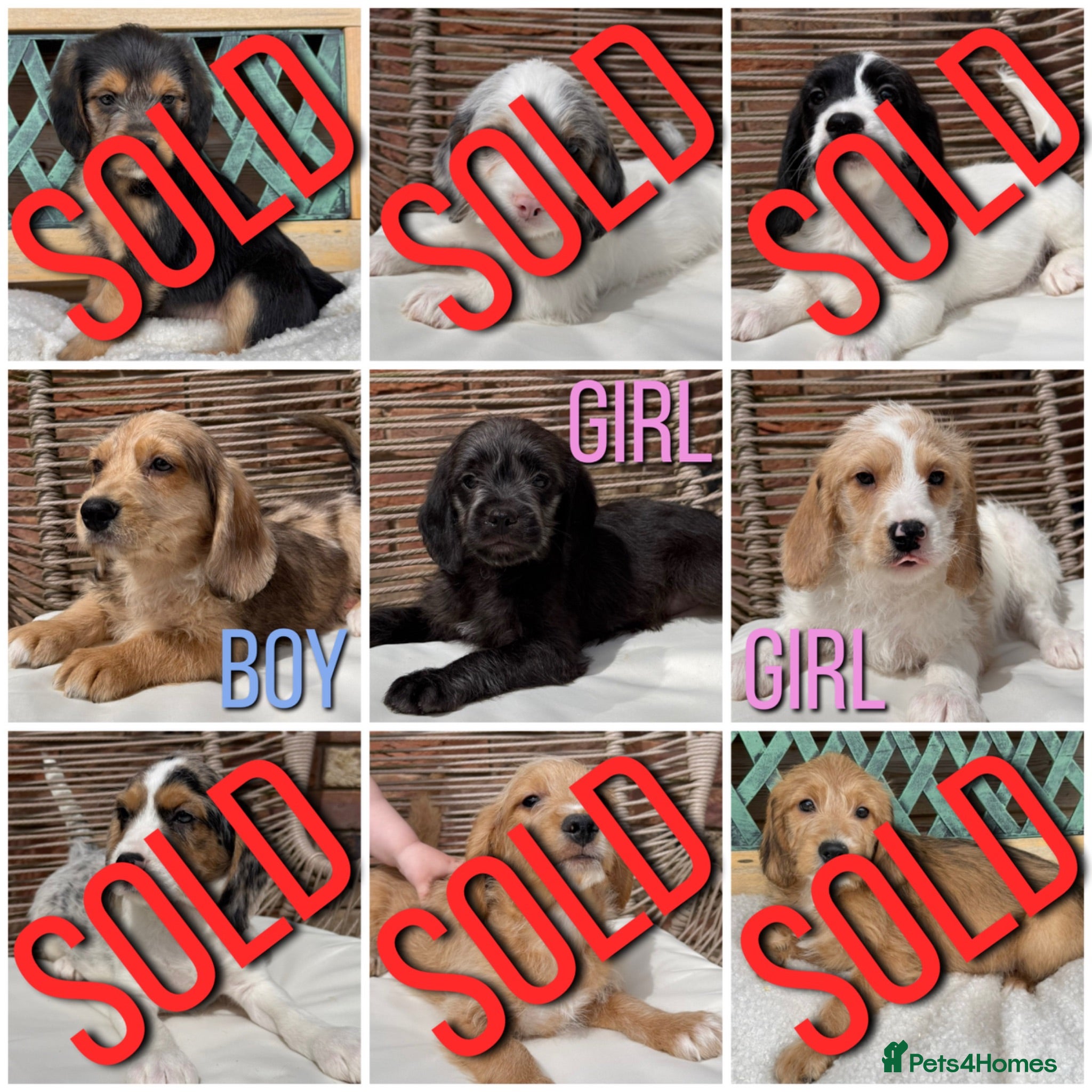 Mixed Breed dogs ⭐️⭐️Poogle Puppies (Beagle x Miniature Poodle)⭐️⭐️ - Advert 1