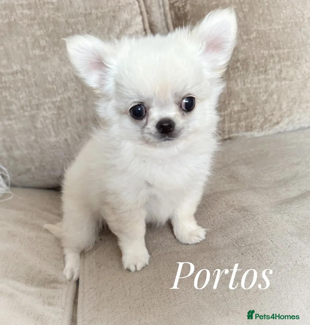 Chihuahua dogs for sale: KC quality chihuahua puppies LC Show line  - Advert 1