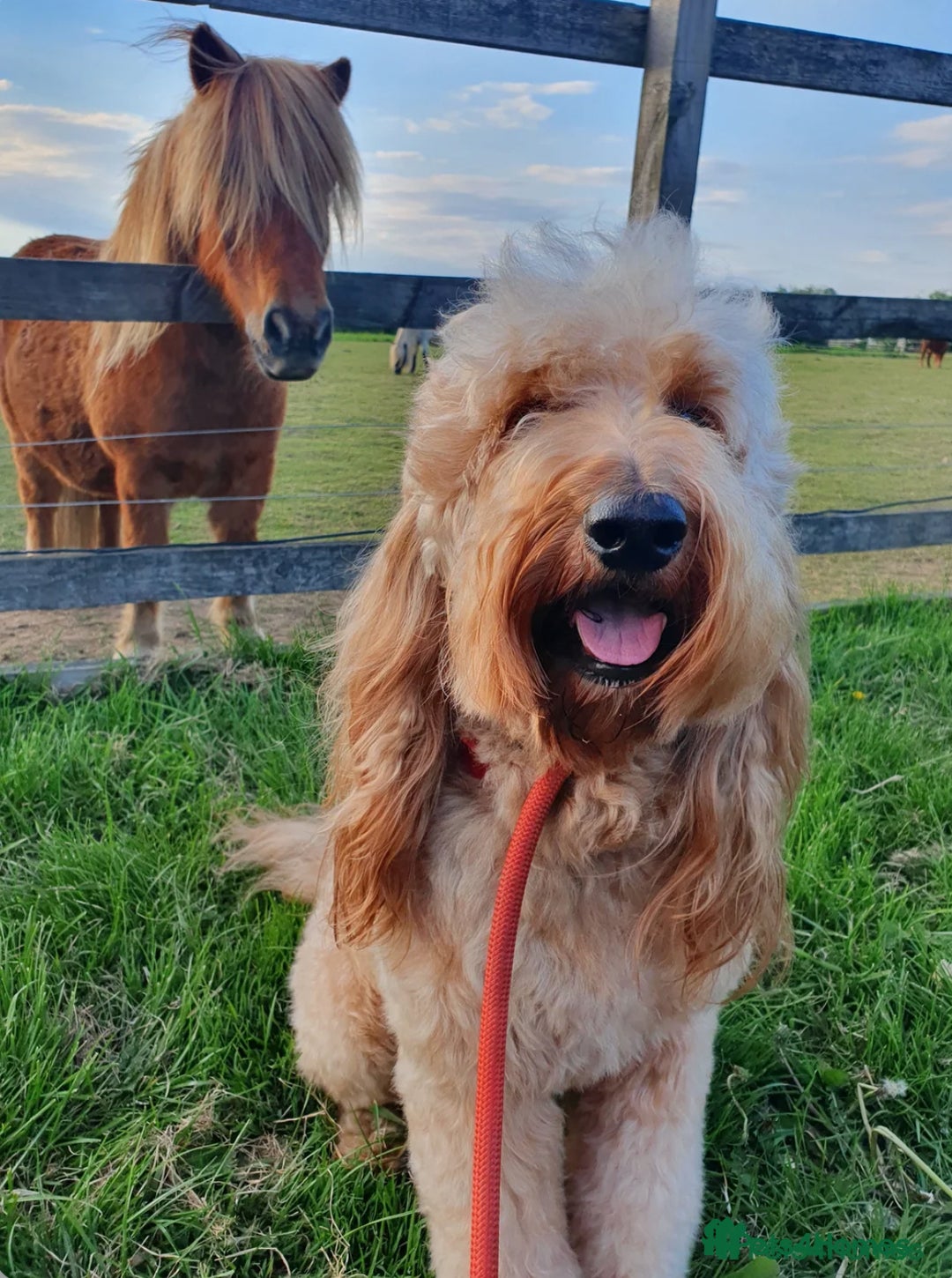 Labradoodle dogs for sale: ⭐️Miniature Multigen Labradoodle Puppies⭐️ - Advert 14