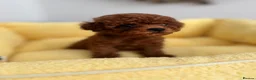 Toy Poodle dogs for sale: 🔝 Top Quality Asian Poodle Puppies DNA Tested🧬  - Advert 8