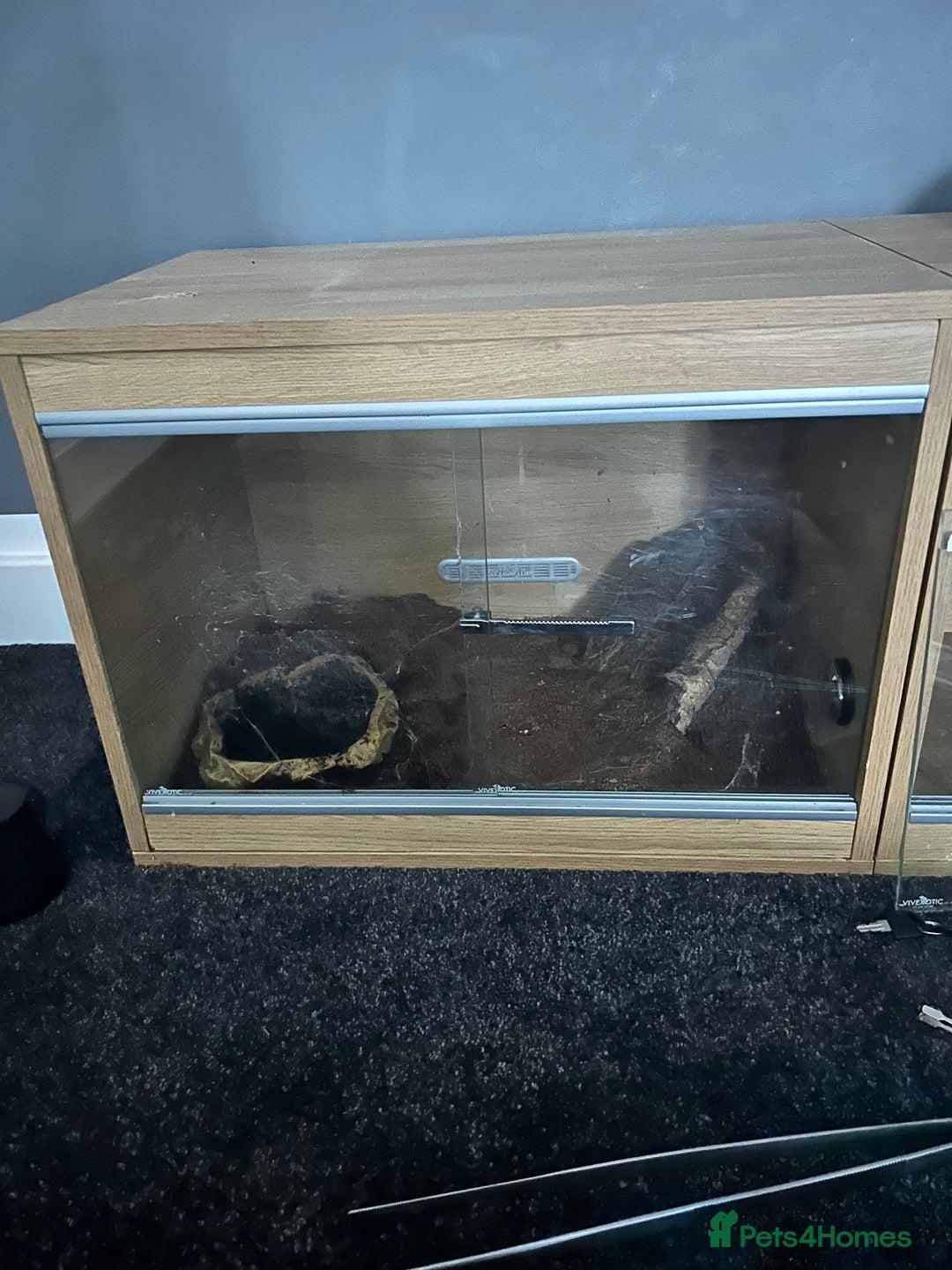 Spiders invertebrates for sale: Spiders and set ups  - Advert 5