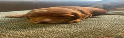 Cockapoo dogs for sale: Beautiful cockapoo puppies - Advert 13