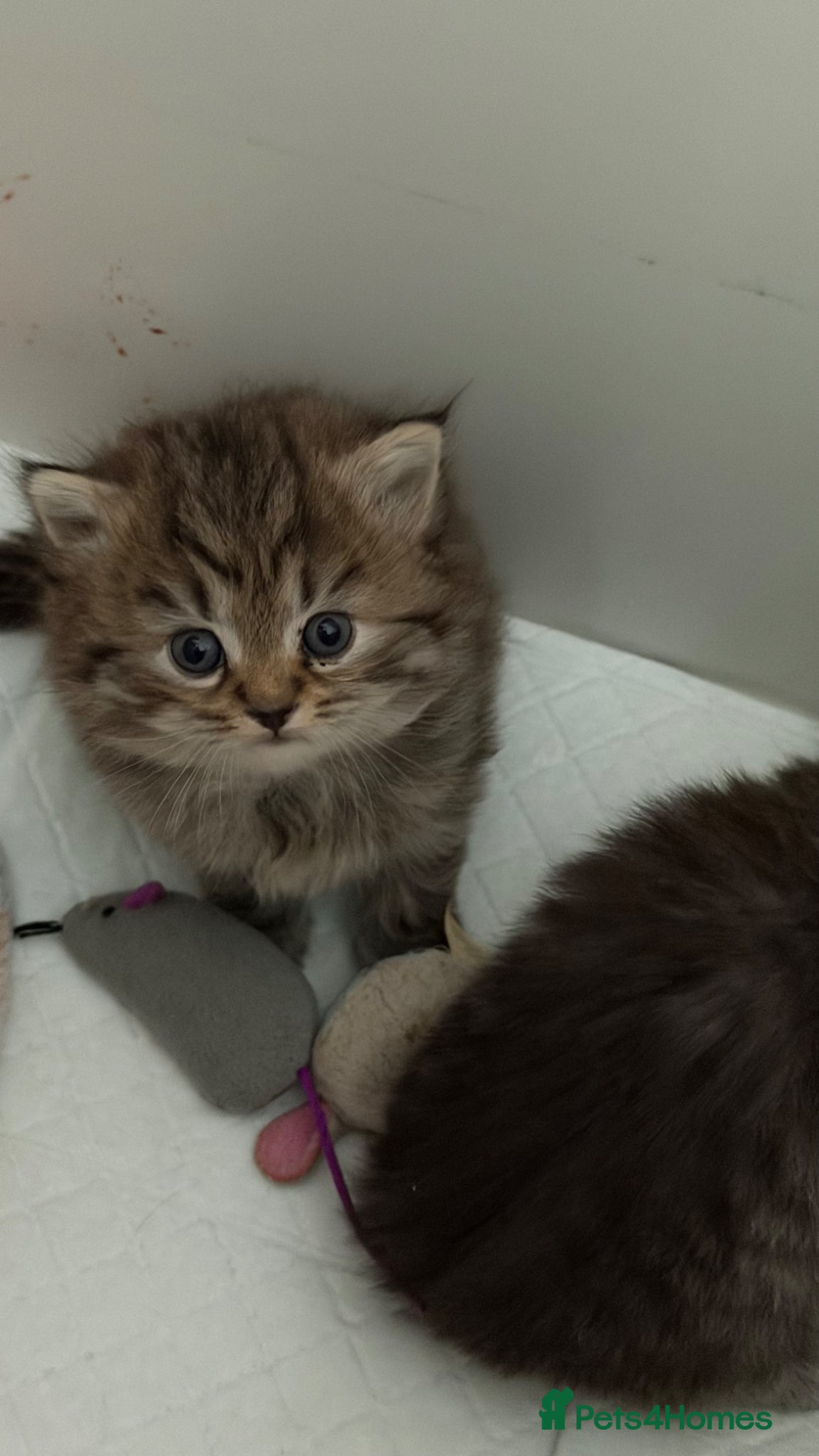 Persian cats Chinchilla Persian kittens  - Advert 10