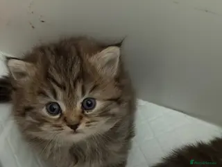 Persian cats Chinchilla Persian kittens - Advert 10