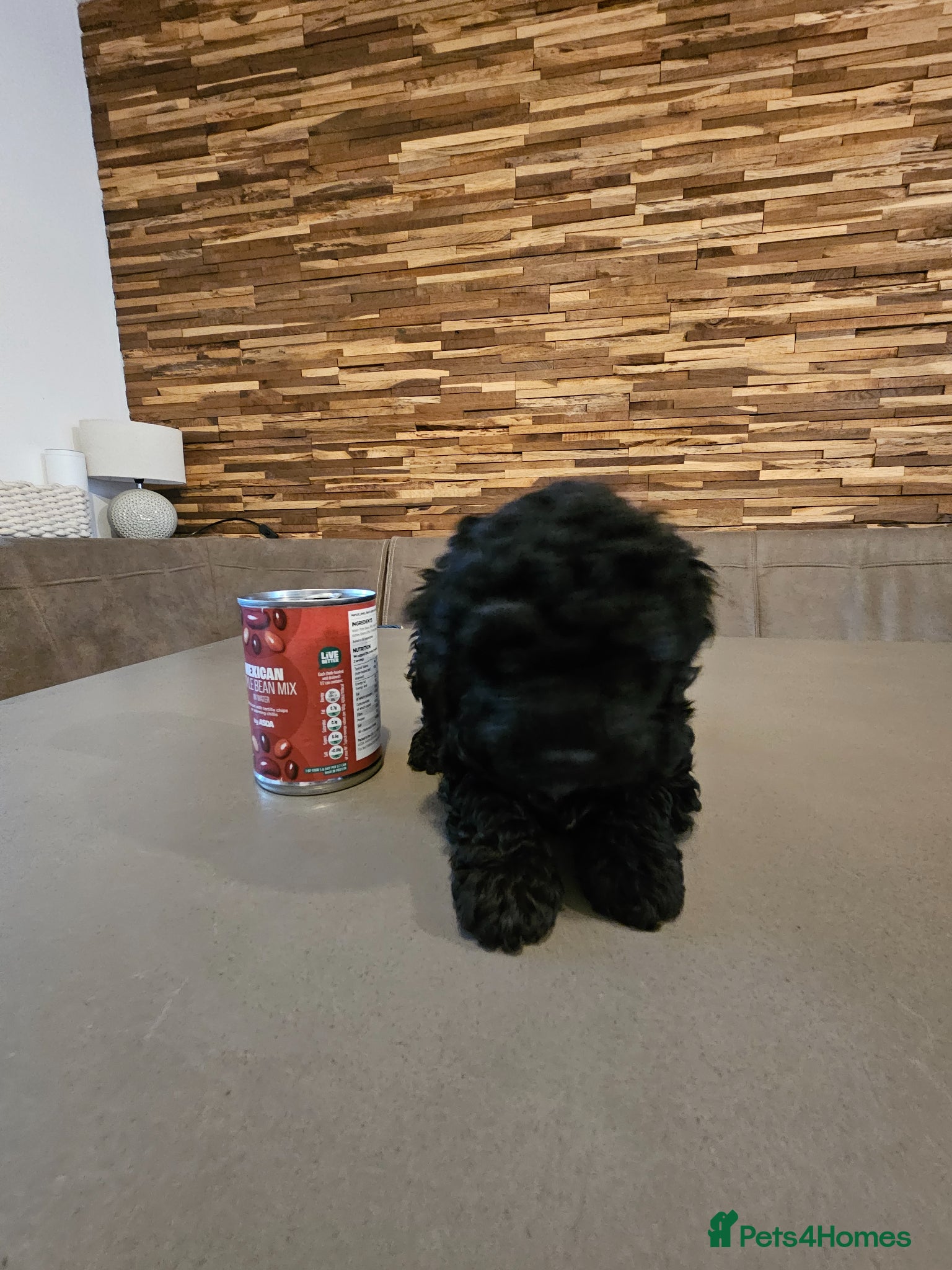Toy Poodle dogs Female Toy Poodle  - Advert 18