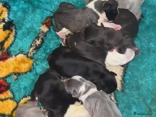 French Bulldog dogs French bulldog puppies - Advert 2