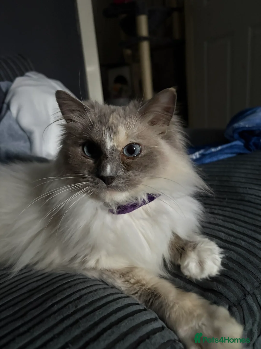 Ragdoll cats for sale: Blue Tortie full ragdoll female  - Advert 1