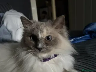 Ragdoll cats Blue Tortie full ragdoll female - Advert 1