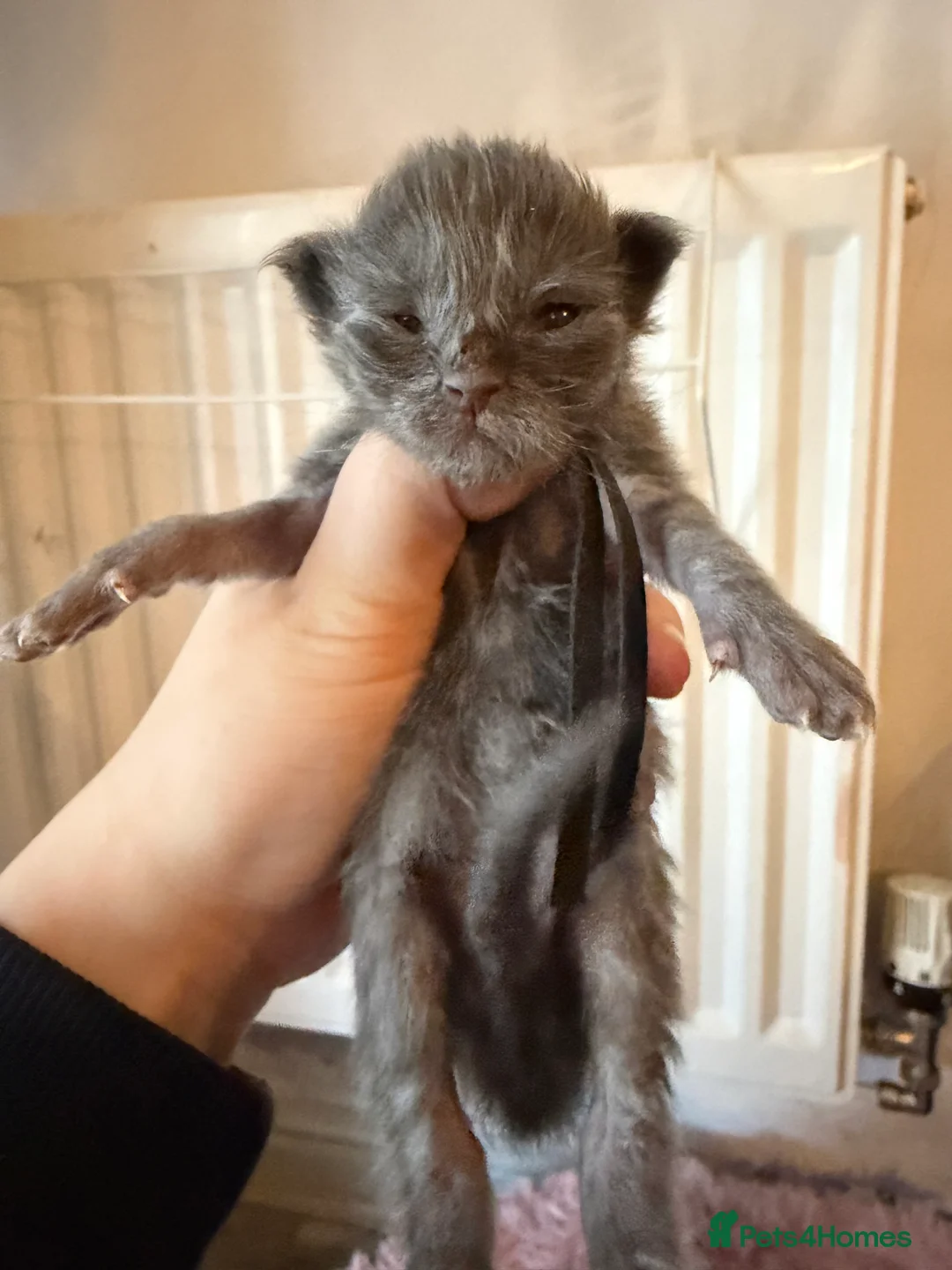 Ragcoon cats for sale: 6 beautiful Ragdoll X Maine coon kittens  - Advert 16