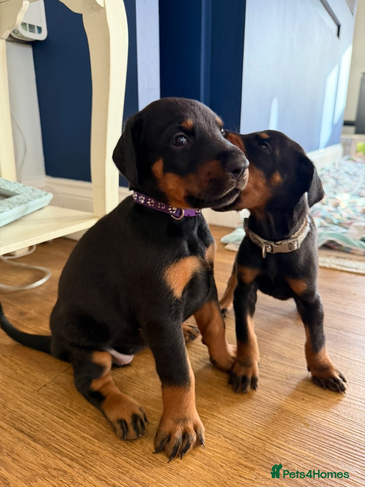 Dobermann dogs KC Registered big and strong Doberman puppies!! - Advert 2