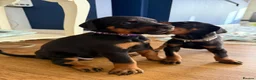 Dobermann dogs for sale: KC Registered big and strong Doberman puppies!! - Advert 14
