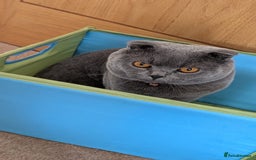 Scottish Fold cats for sale: Scottish Fold kittens for sale 3 Girls 2 Boys  - Advert 27