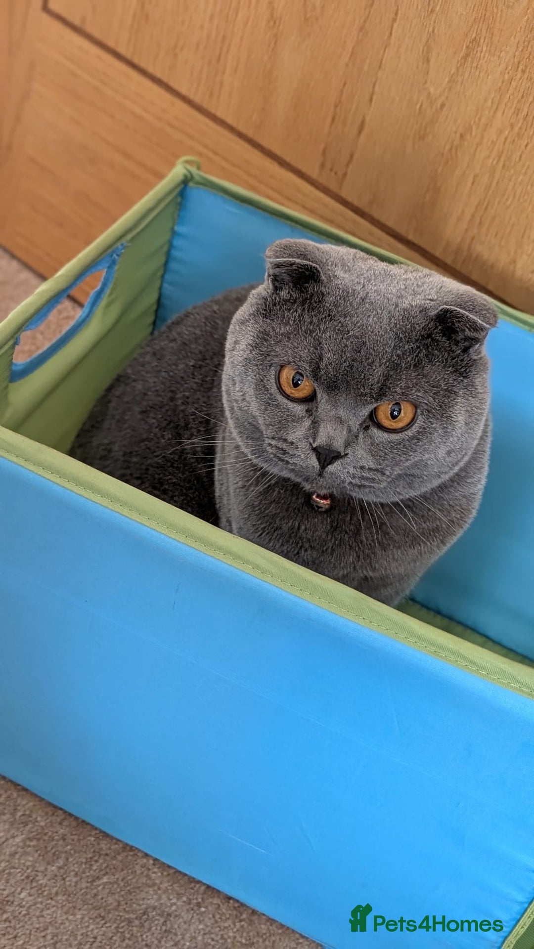 Scottish Fold cats for sale: Scottish Fold kittens for sale 3 Girls 2 Boys  - Advert 27