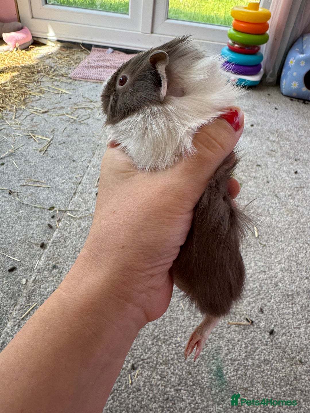 Guinea Pig rodents for sale: Baby piggies  - Image 2