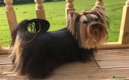 Yorkshire Terrier dogs for sale: Beautiful Pedigree Yorkshire Terrier puppies. - Advert 11